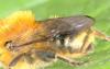 Osmia brevicornis